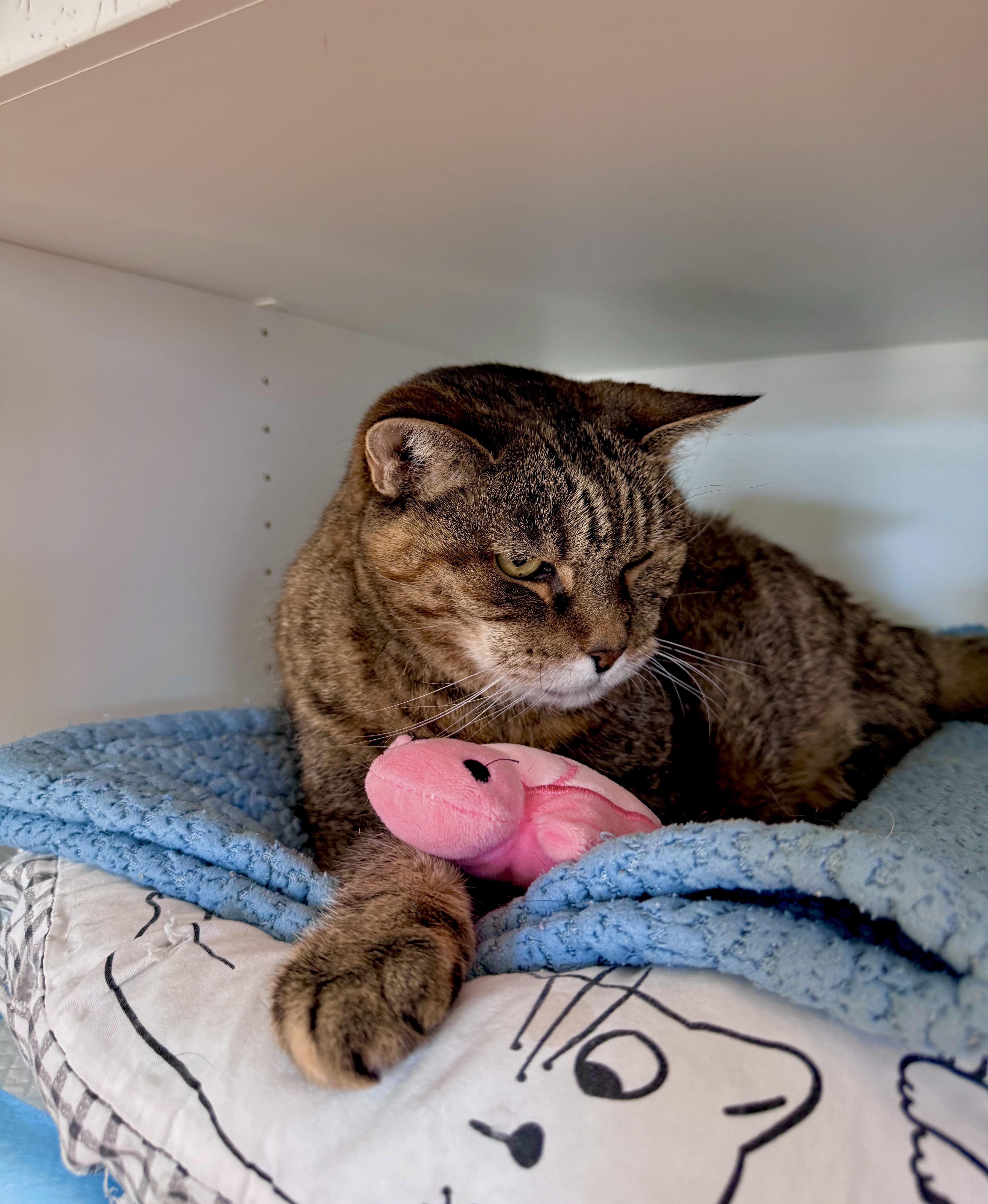 A senior large-sized female Tabby (Brown / Chocolate) Domestic Short Hair cat named Hazel for adoption in Ramsey, NJ