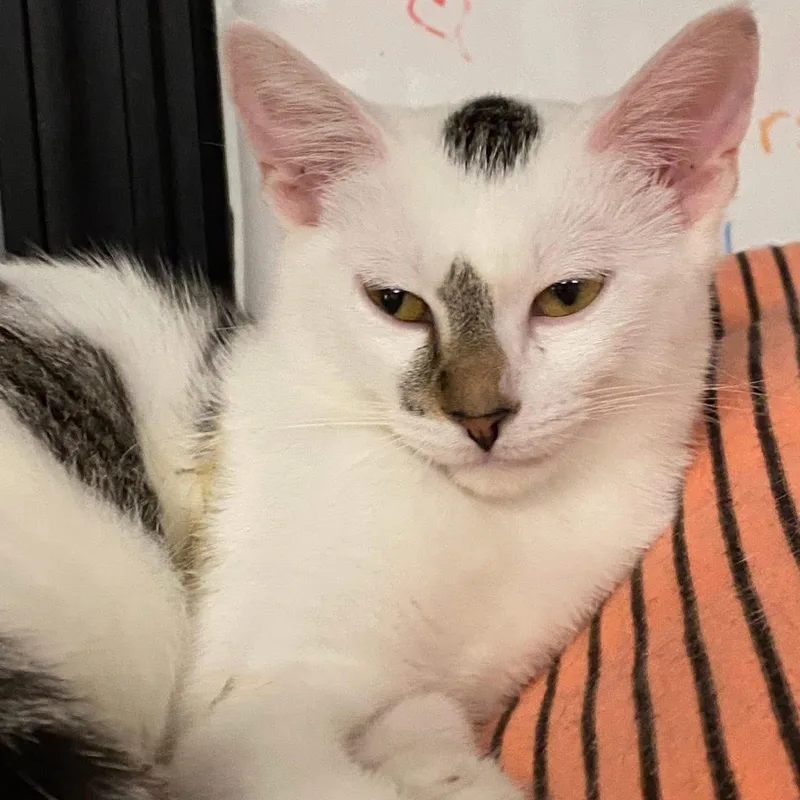 A young large-sized female Domestic Short Hair cat named Edelweiss for adoption in Hamburg, NY