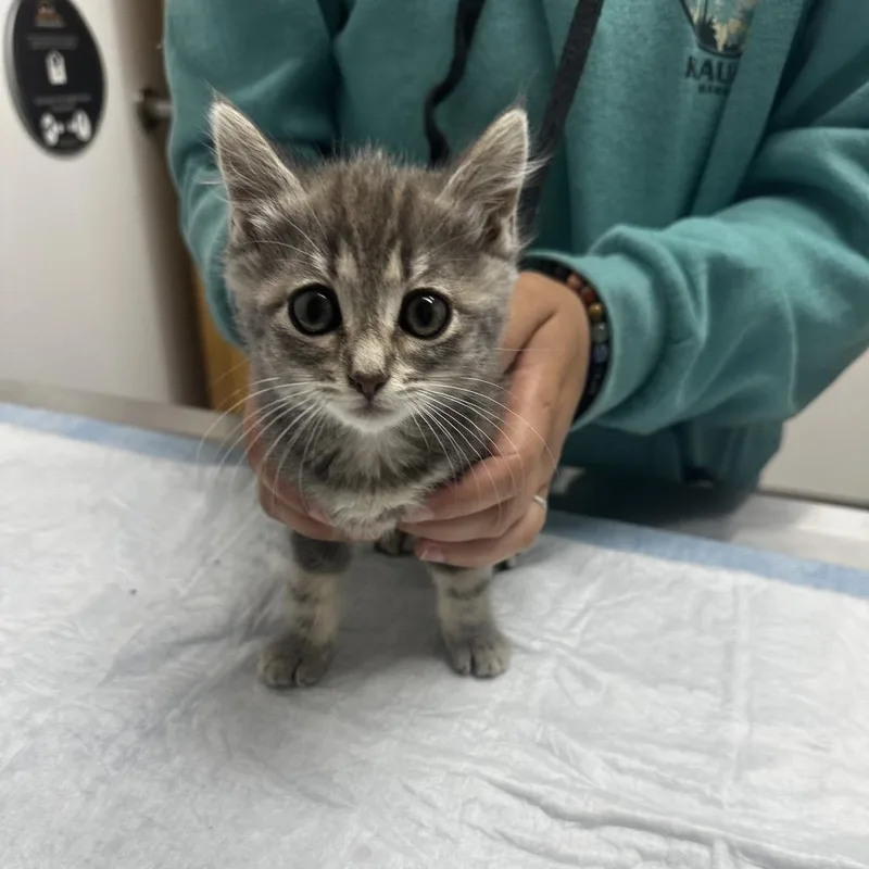 A baby small-sized female Gray / Blue / Silver Domestic Short Hair cat named Stella for adoption in Ashland, OR