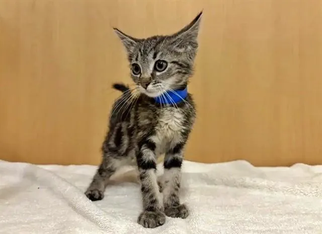 A baby small-sized male Domestic Short Hair cat named Struck for adoption in Saint Louis, MO