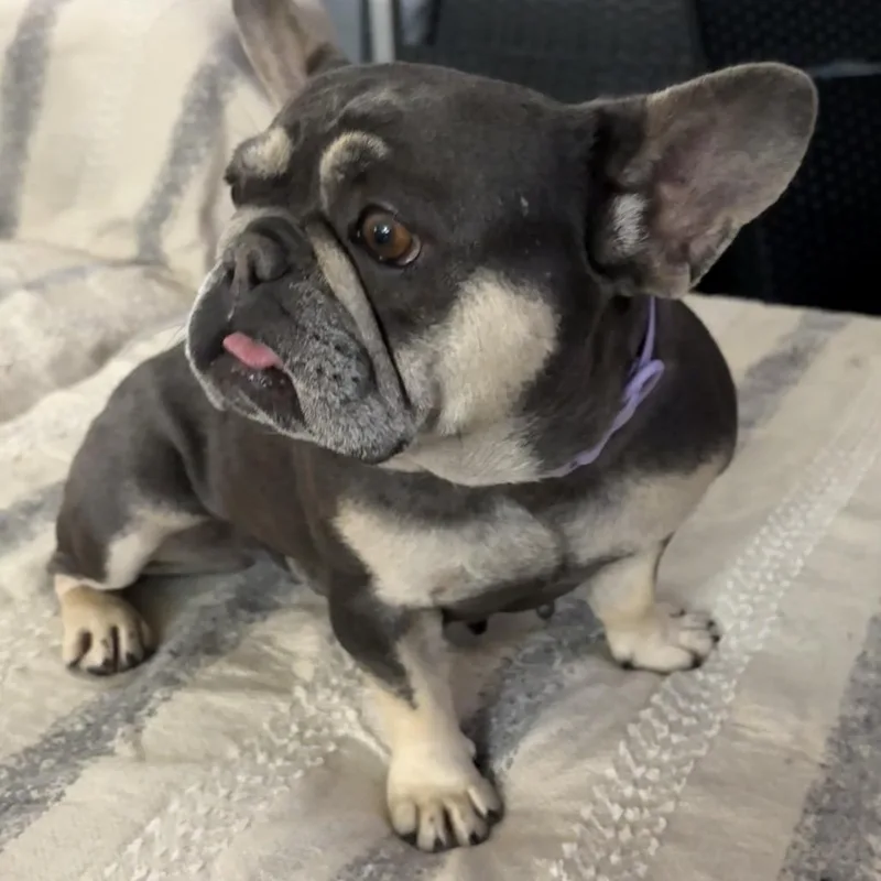 Penny