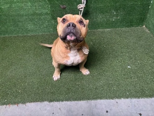 An adult medium-sized male Pit Bull Terrier dog named Smokey for adoption in Lancaster, CA