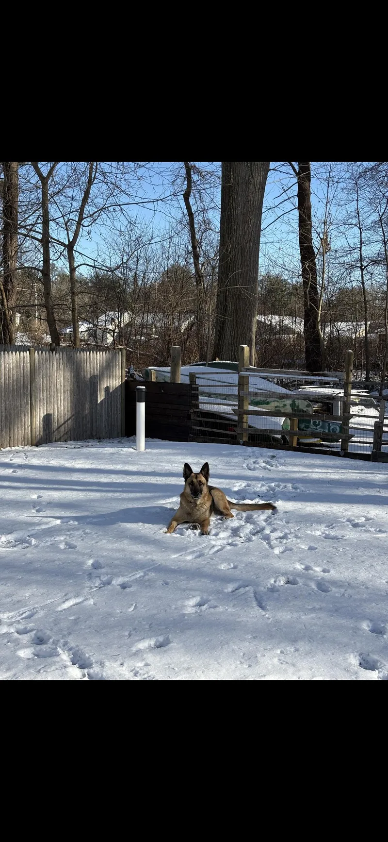 An adult large-sized male Yellow / Tan / Blond / Fawn German Shepherd Dog dog named Zyn for adoption in Warren, RI