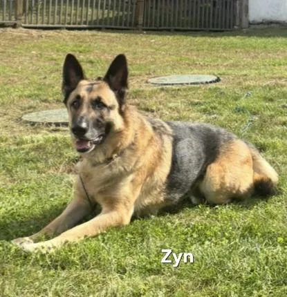 Zyn thumbnail 2