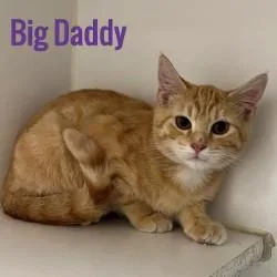 Big Daddy