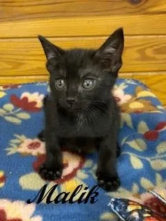 Malik