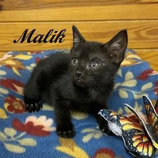 Malik thumbnail 2