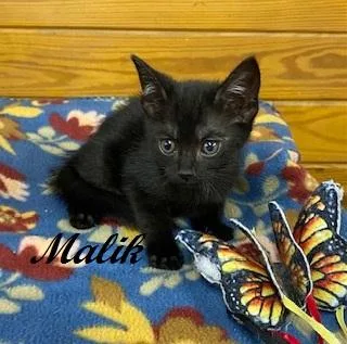 Malik thumbnail 3
