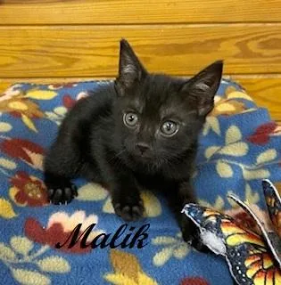 Malik thumbnail 4
