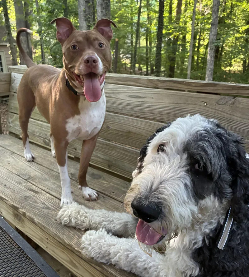 An adult large-sized female Pit Bull Terrier dog named Maggie for adoption in Richmond, VA