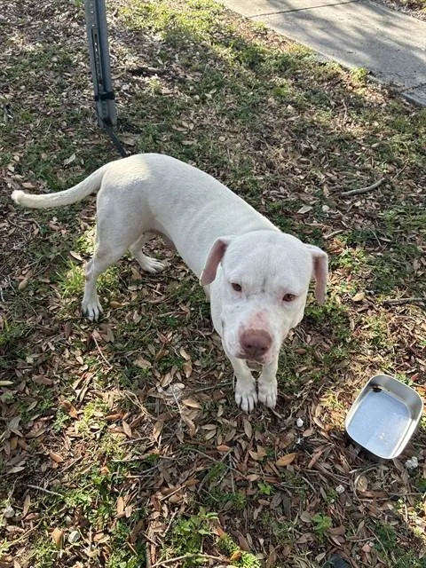 A young large-sized female American Bulldog dog named Lana for adoption in Miami, FL