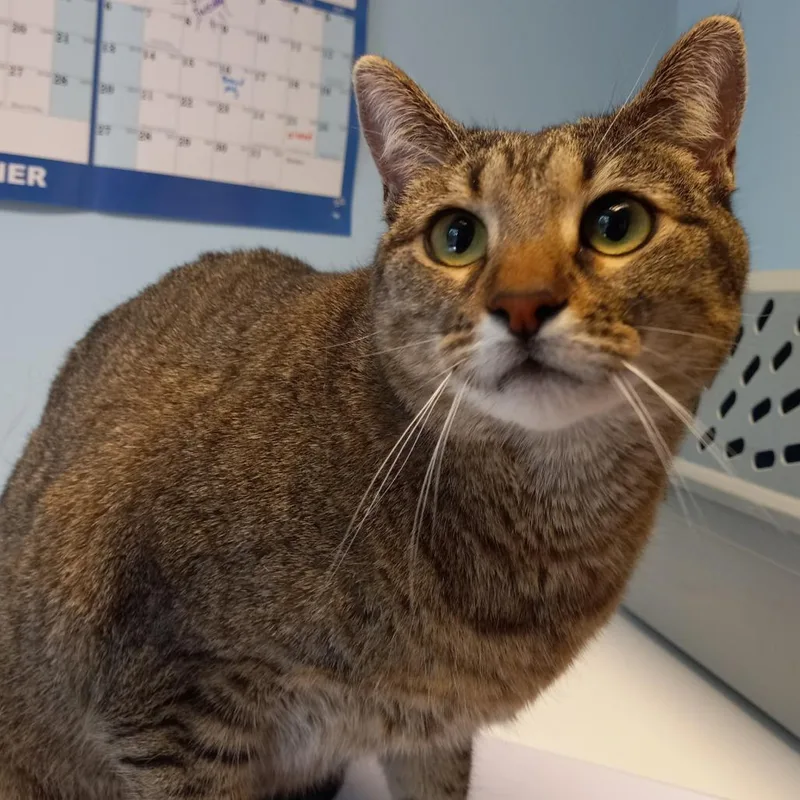 An adult large-sized female Brown / Chocolate Domestic Short Hair cat named NessyKu for adoption in Walden, NY