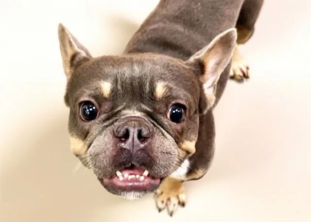 A young medium-sized male French Bulldog dog named Coco for adoption in Fort Lauderdale, FL