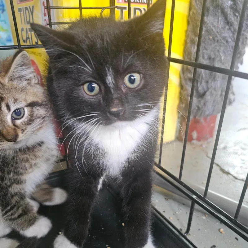 A young small-sized male Domestic Short Hair cat named Bram for adoption in Hedgesville, WV