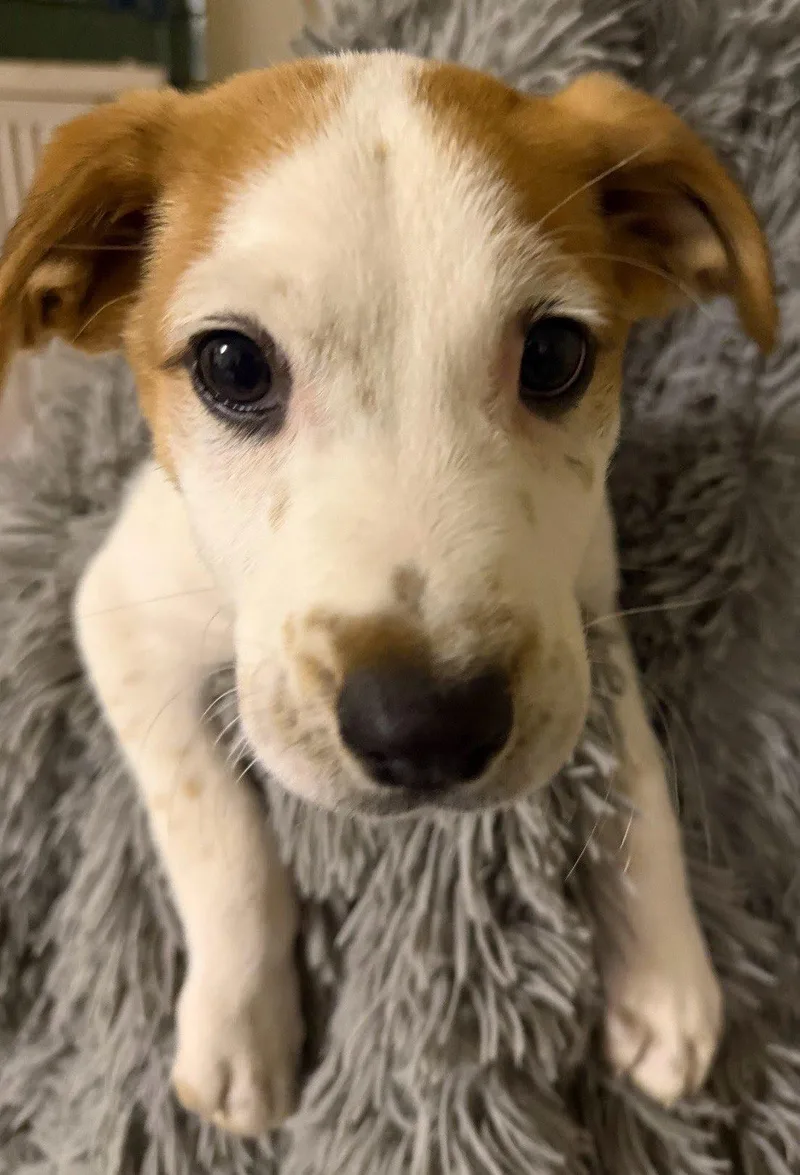 A baby medium-sized male Labrador Retriever dog named Bass for adoption in San Diego, CA