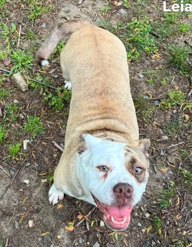 An adult large-sized female American Bulldog dog named Leia for adoption in Little Rock, AR