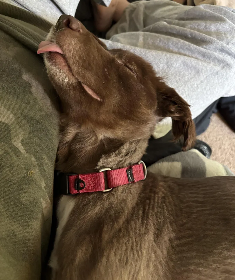 A young small-sized female Brown / Chocolate Australian Shepherd dog named Cece for adoption in Prince Frederick, MD