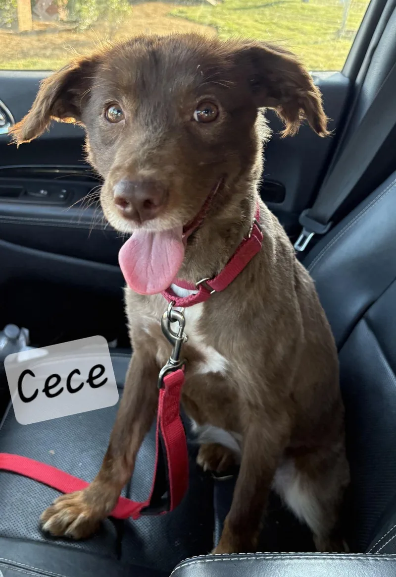 Cece thumbnail 3