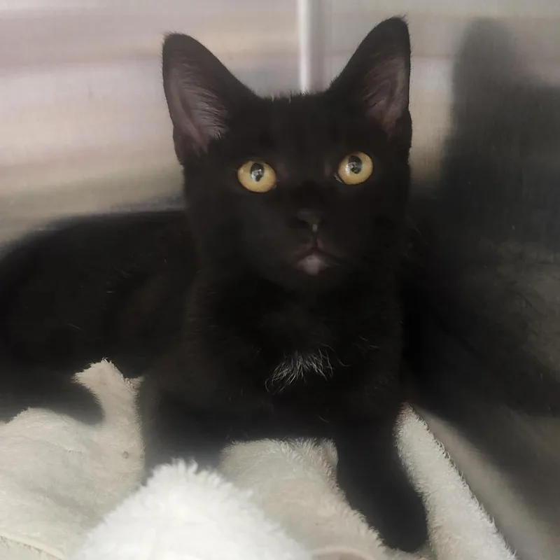 A baby small-sized female Black Domestic Short Hair cat named Neptune for adoption in Columbia Station, OH