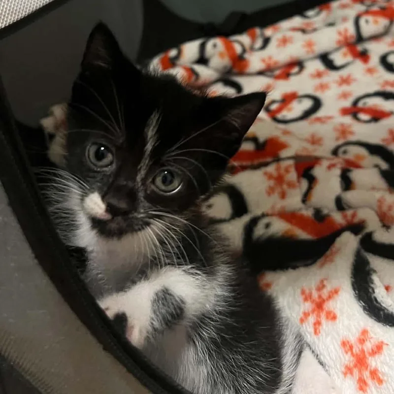 A baby small-sized female Black Domestic Short Hair cat named Tammy for adoption in Seminole, FL