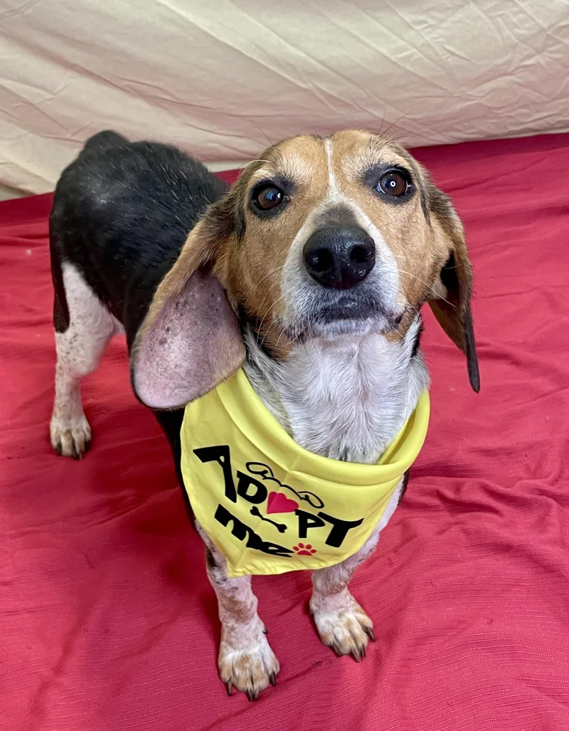 An adult medium-sized male Tricolor (Brown, Black, & White) Beagle dog named Shoeshine for adoption in Lacon, IL