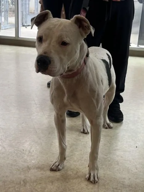 An adult large-sized female Pit Bull Terrier dog named Dottie for adoption in San Pedro, CA