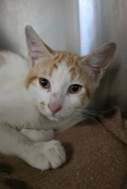 A young small-sized female Domestic Short Hair cat named Miss Bianca for adoption in Phoenix, AZ