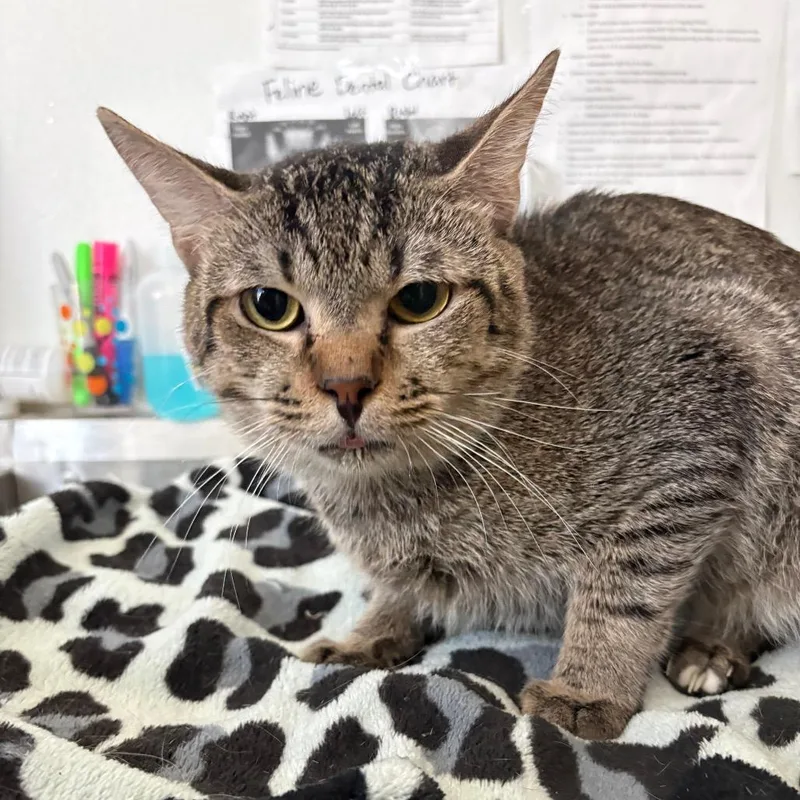 An adult medium-sized male Brown / Chocolate Domestic Short Hair cat named Chicory for adoption in Lakeland, FL