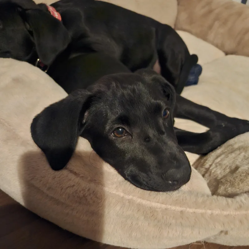 A baby large-sized female Black Labrador Retriever dog named Piper for adoption in Indianapolis, IN