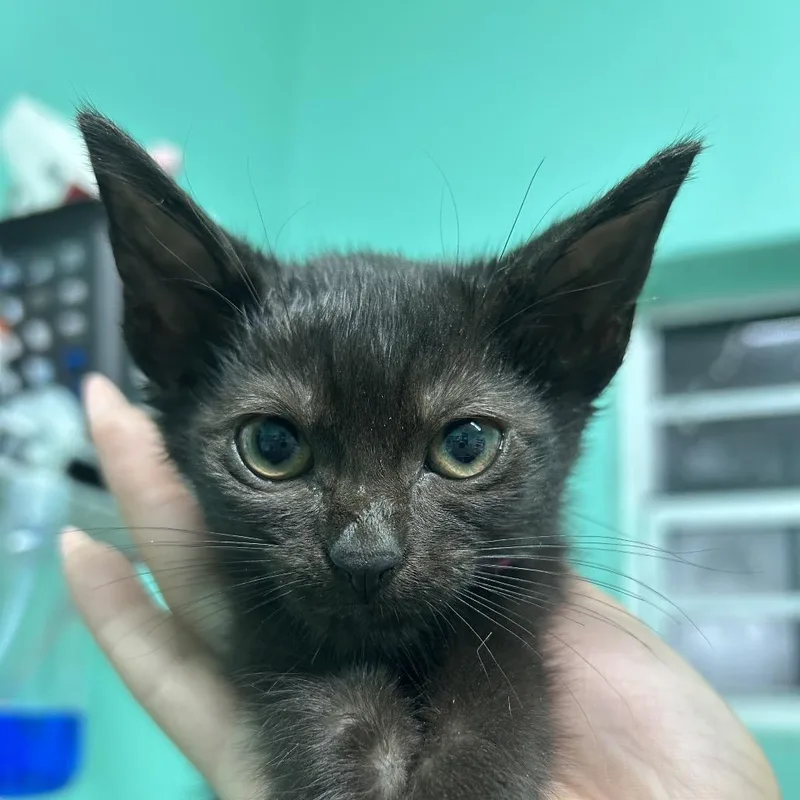 A baby small-sized female American Shorthair cat named Sakura for adoption in Guaynabo, PR