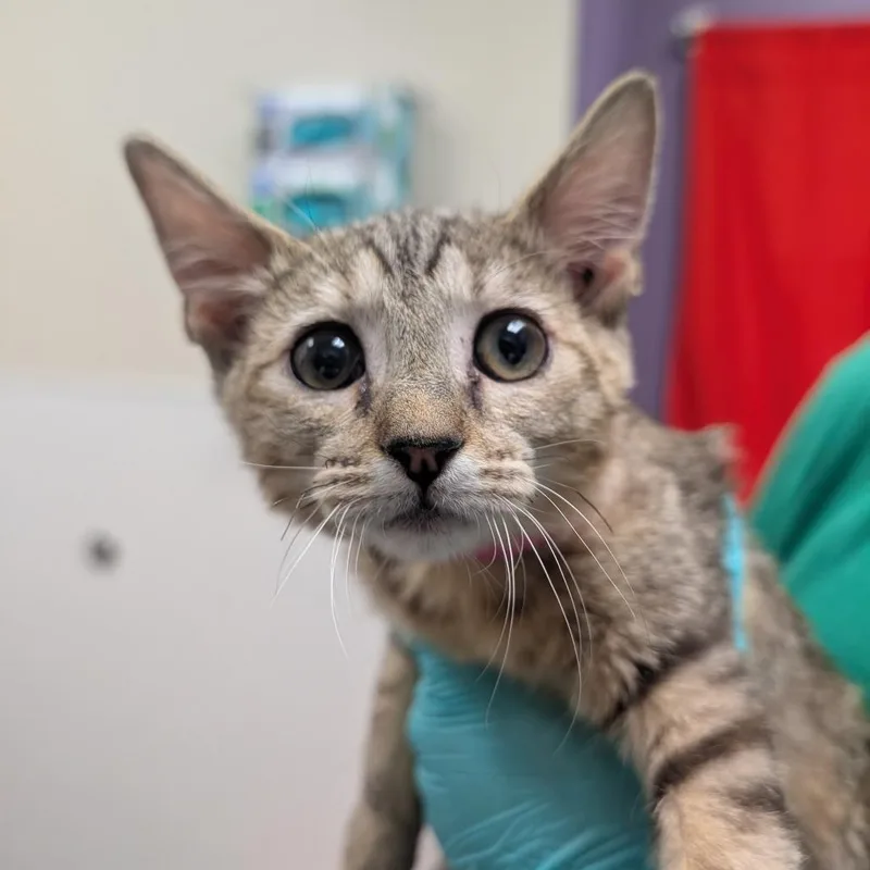 A baby medium-sized female Brown / Chocolate Domestic Short Hair cat named Bacon for adoption in Albuquerque, NM