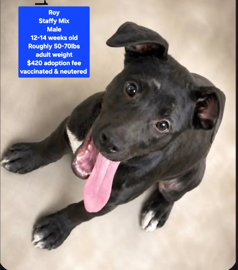 A baby large-sized male Staffordshire Bull Terrier dog named Roy for adoption in Oviedo, FL