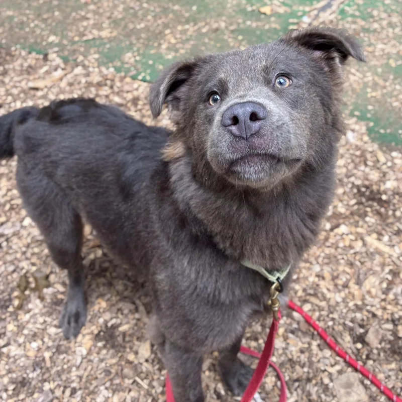 A young medium-sized female Black Australian Shepherd dog named Brookyln for adoption in Cedarburg, WI
