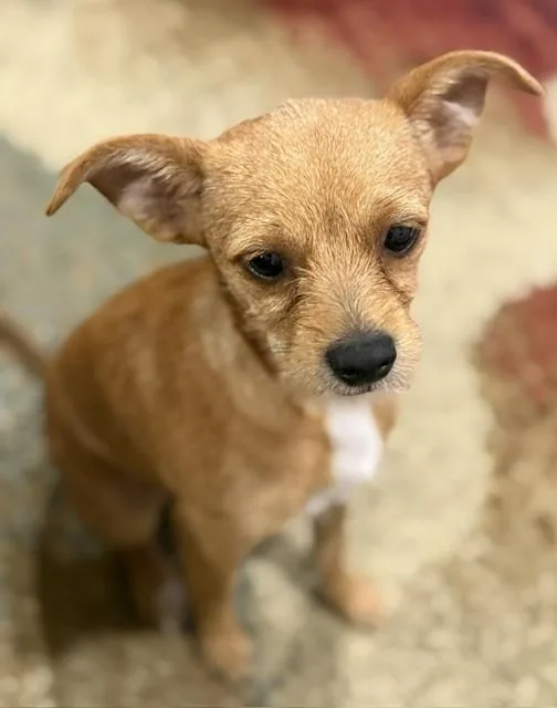Brownie