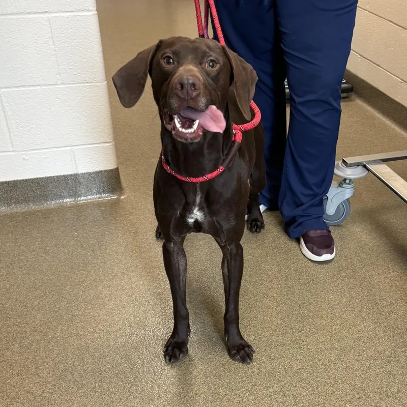 A young medium-sized male Brown / Chocolate German Shorthaired Pointer dog named Flannery for adoption in Council Bluffs, IA