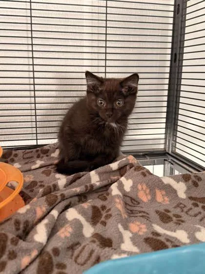 An adult small-sized female Domestic Short Hair cat named Tuna for adoption in Saint Anne, IL