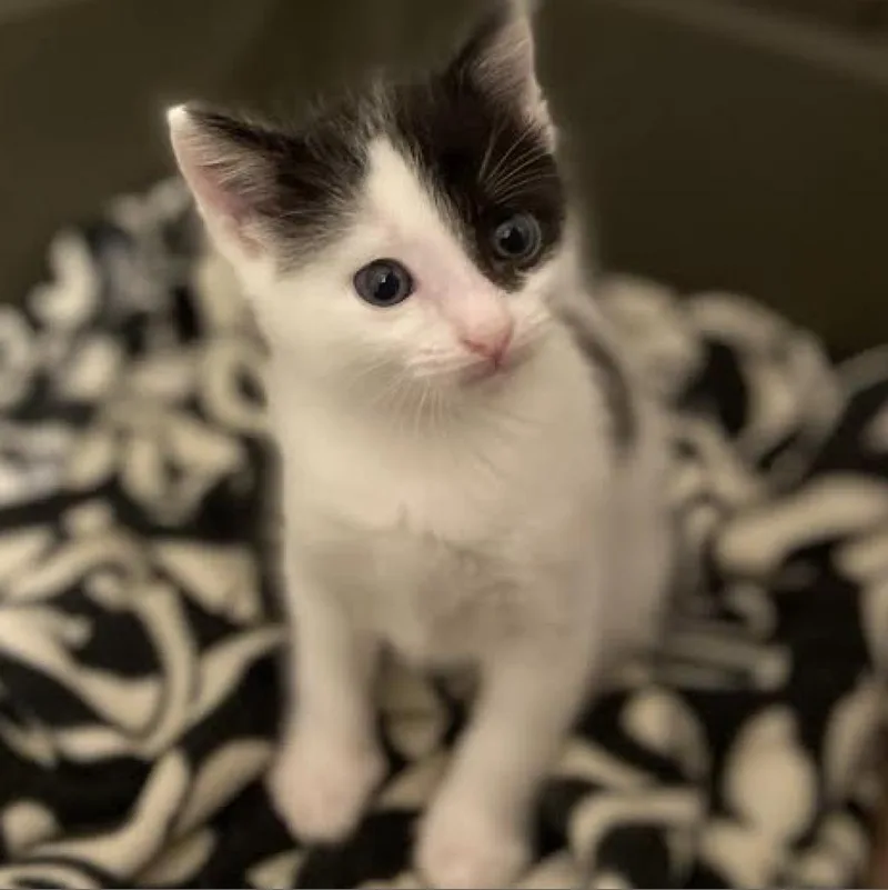 An adult large-sized female White Domestic Short Hair cat named Uno for adoption in Austin, TX