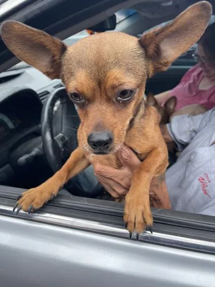 An adult small-sized male Brown / Chocolate Chihuahua dog named Chico for adoption in El Paso, TX