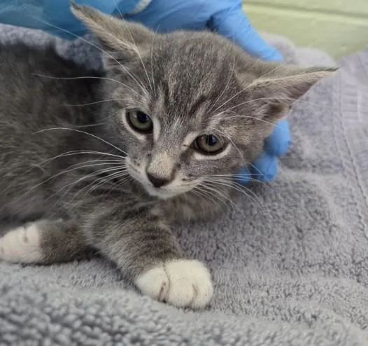 A baby small-sized male Domestic Short Hair cat named Wow for adoption in Brighton, CO