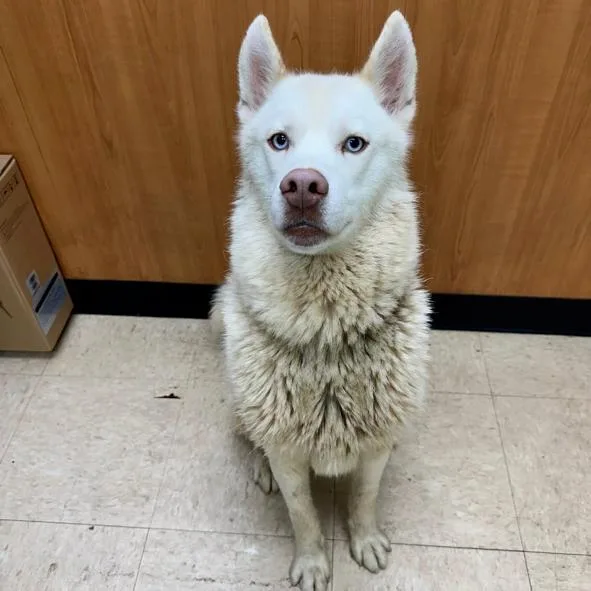 A young medium-sized male White / Cream Husky dog named Echo for adoption in Marshall, VA