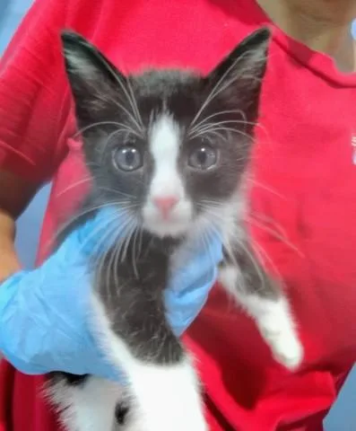 A baby small-sized male Domestic Short Hair cat named Sammy for adoption in San Bernardino, CA