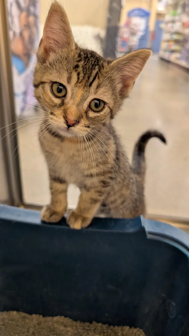 A baby medium-sized female Tabby (Buff / Tan / Fawn) Domestic Short Hair cat named Lavie for adoption in Missoula, MT