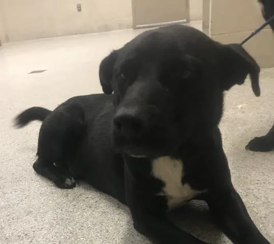 An adult medium-sized male Labrador Retriever dog named A for adoption in Conroe, TX