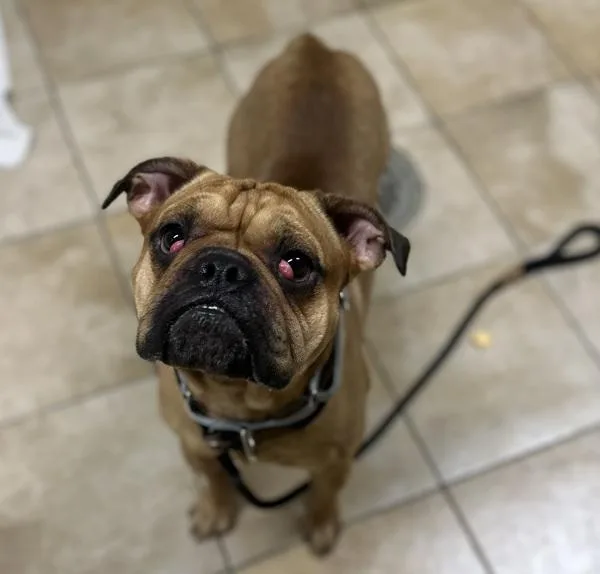 A young medium-sized male English Bulldog dog named Rory for adoption in Troutdale, OR