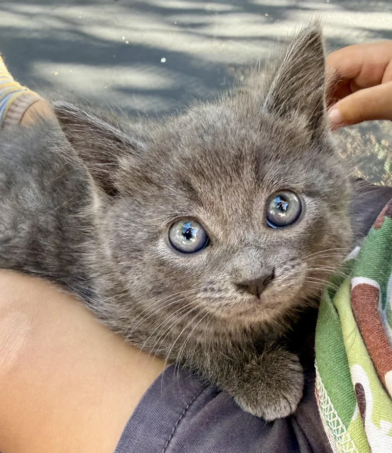 A baby medium-sized male Black Domestic Short Hair cat named Yale for adoption in Fruit Heights, UT