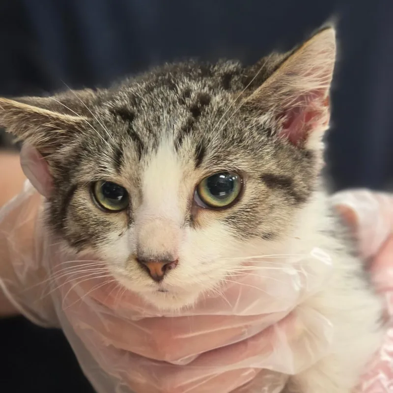 A baby small-sized male Gray / Blue / Silver Domestic Short Hair cat named McDuff for adoption in Newark, NJ