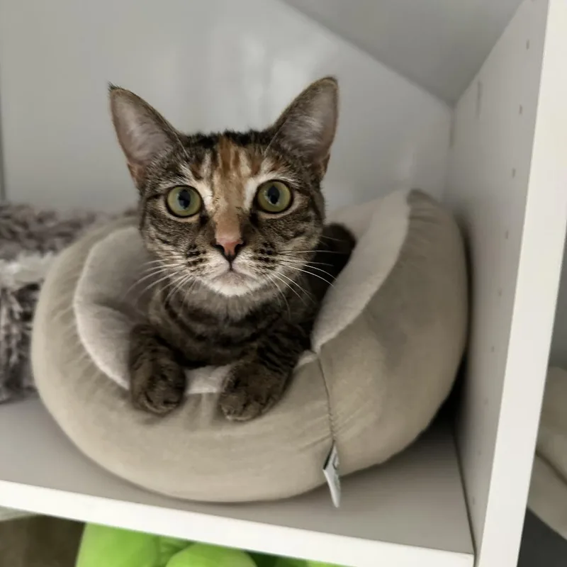A young medium-sized female Torbie Domestic Short Hair cat named Dorothy for adoption in San Diego, CA