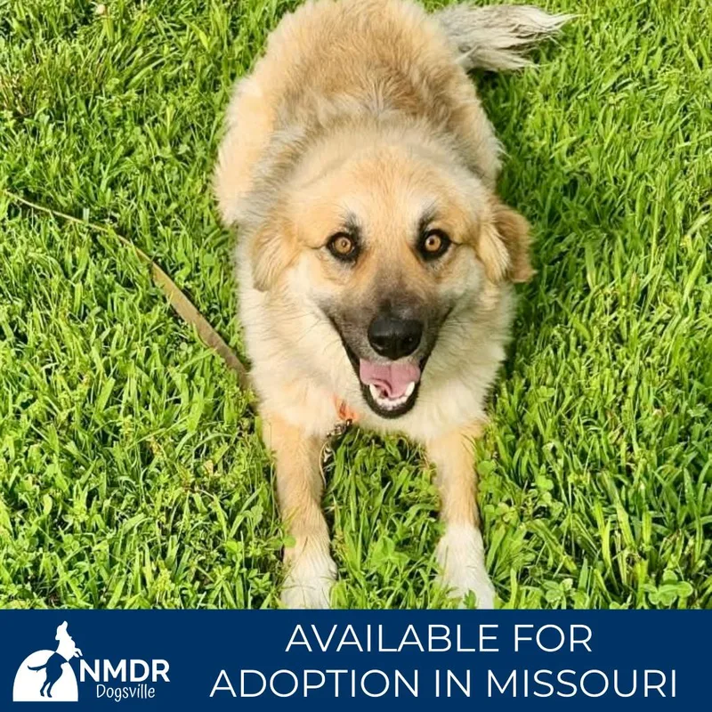 A young medium-sized male Yellow / Tan / Blond / Fawn German Shepherd Dog dog named Bear Missouri for adoption in Peyton, CO