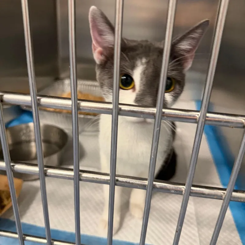 An adult medium-sized female American Shorthair cat named Big Bird for adoption in Greensboro, NC