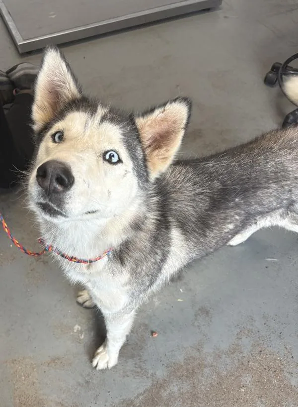 An adult large-sized female Siberian Husky dog named Janice for adoption in Salt Lake City, UT